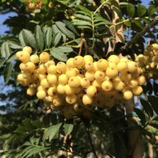 5038838005534 1 Sorbus Joseph Rock 12l.jpg